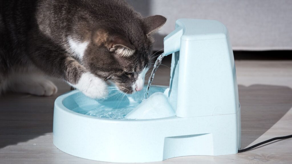 A cat drinking filtered water from a pet fountain.