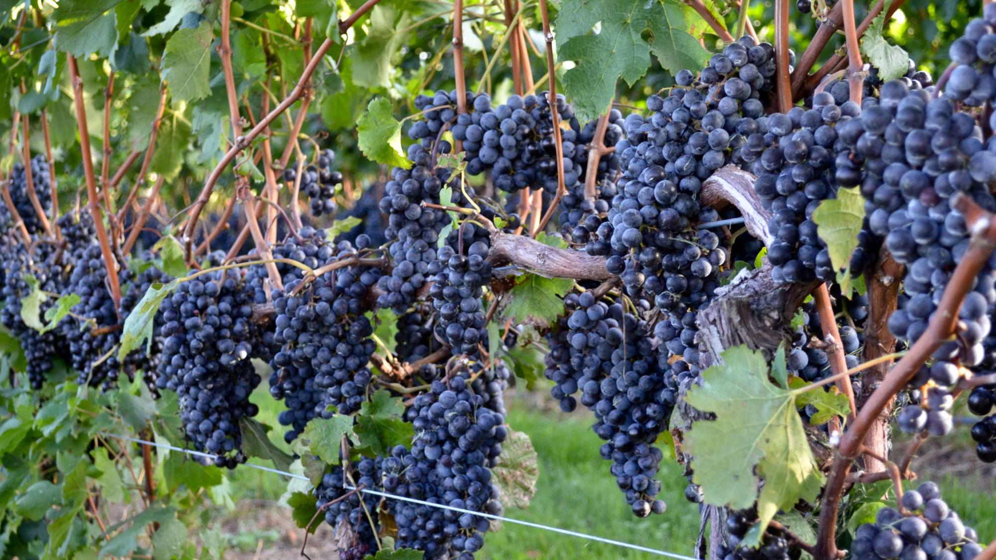 Clusters of ripe, dark grapes hanging from vines in a vineyard with lush green leaves.