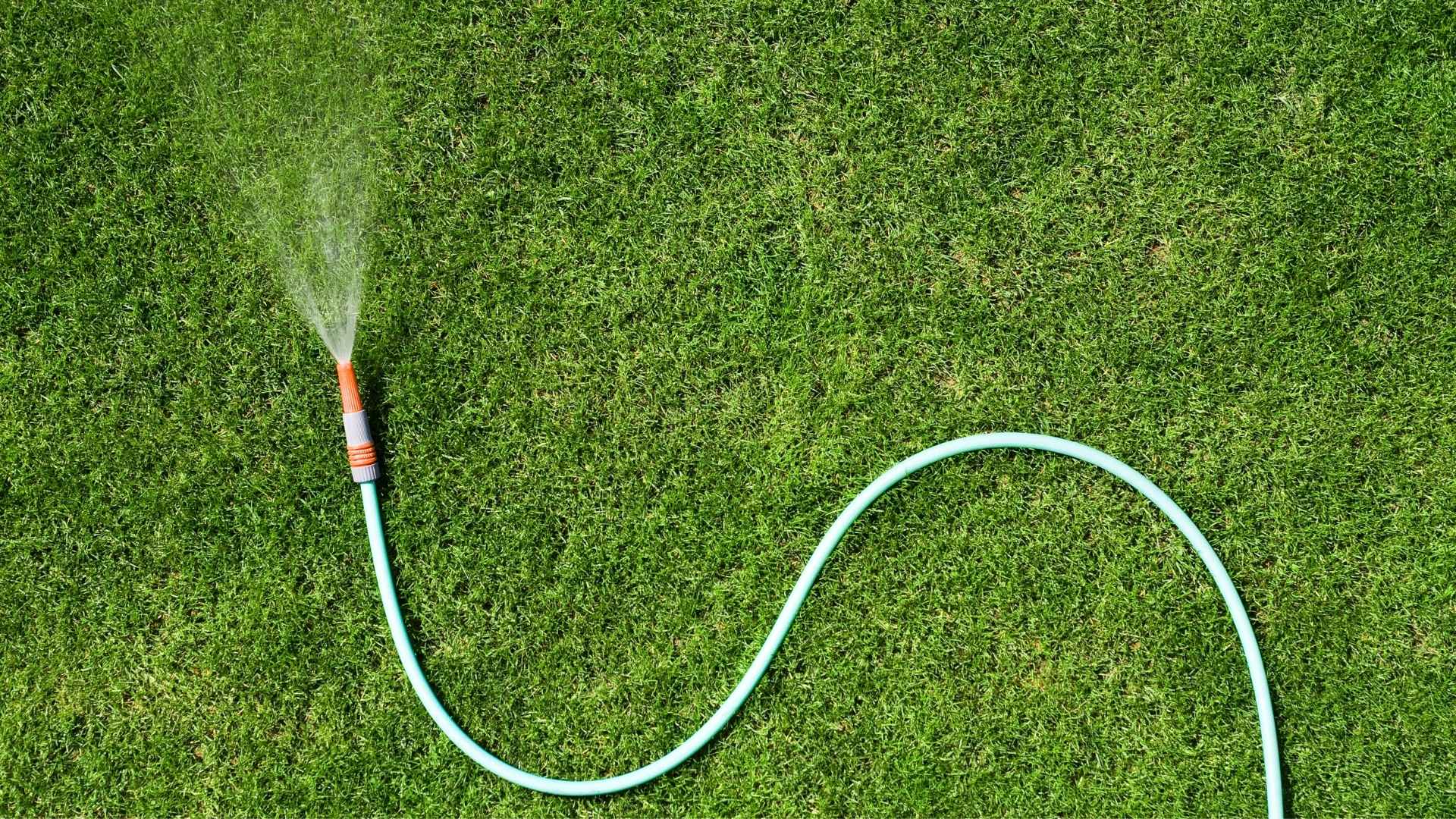 A garden hose spraying water on a green lawn.