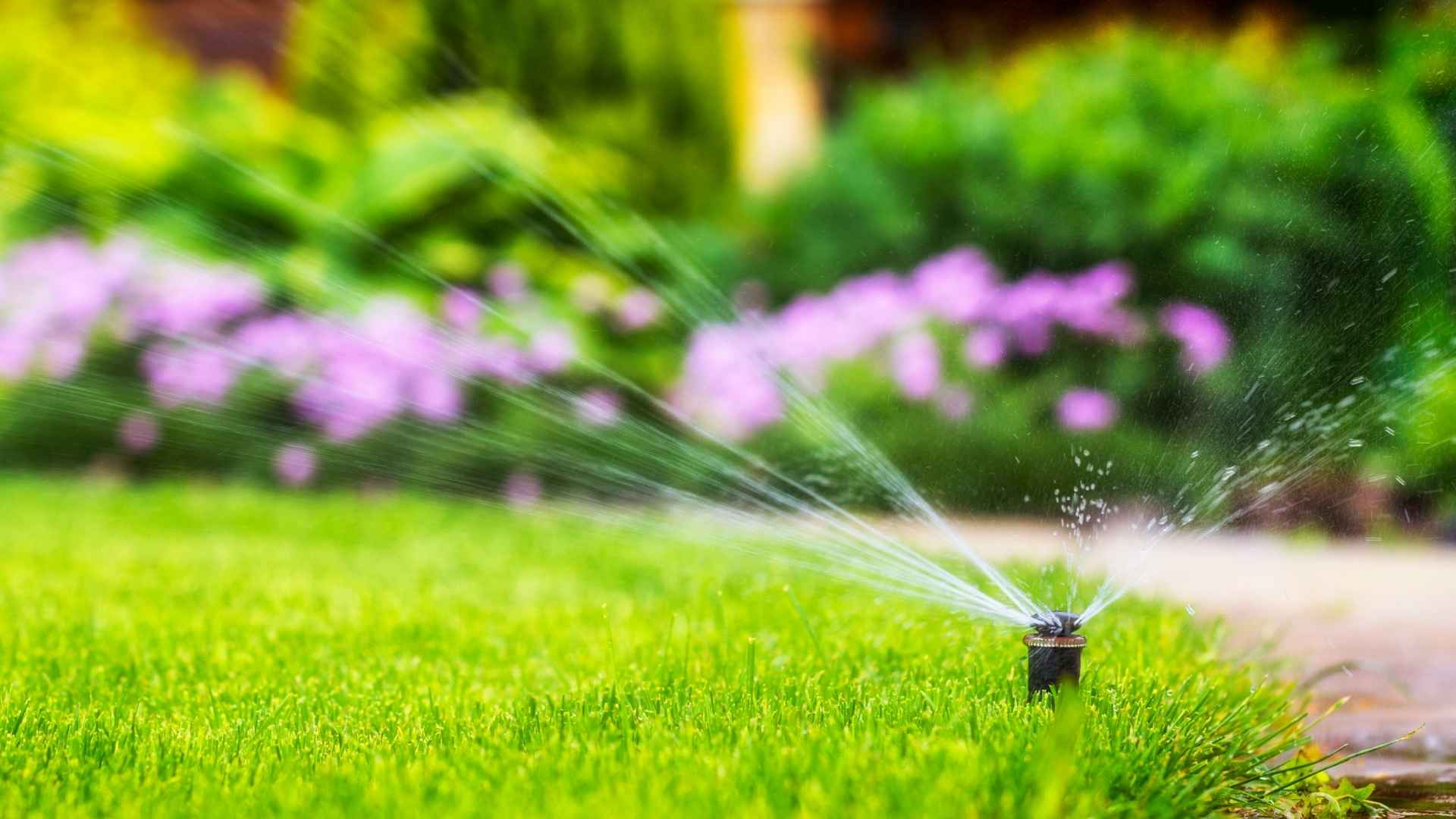 A sprinkler waters a green lawn with blurred flowers