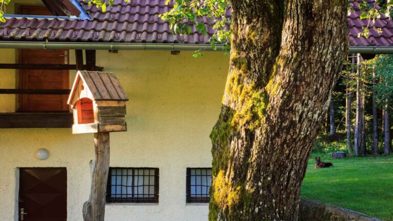 Tree next to home and bird house