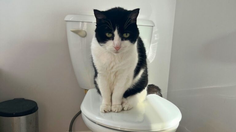 toilet plumbing repair in michigan A black and white cat sits on top of a closed toilet lid in a bathroom with white walls.